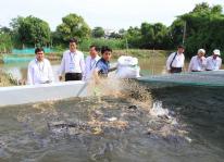 Tìm hiểu kỹ thuật nuôi cá lóc trong bể xi măng