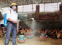 Cách phun thuốc khử trùng hiệu quả cho gà sinh sản