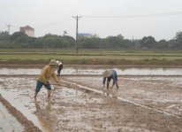 Nông dân tuyệt đối không xuống giống lúa trong tháng 2 tại An Giang