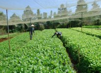 Lãi khá nhờ trồng rau theo tiêu chuẩn VietGAP