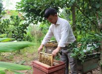 Nuôi ong VietGAP, mỗi năm thu hơn 2 ngàn lít mật sạch