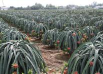 Đưa thanh long Việt Nam thành công sang thị trường Úc