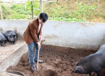 Ổn định kinh tế phương pháp nuôi lợn bản địa trên nền đệm lót sinh học