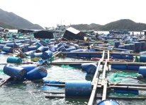 Quy định lồng bè nuôi ở biển chịu được bão cấp 12