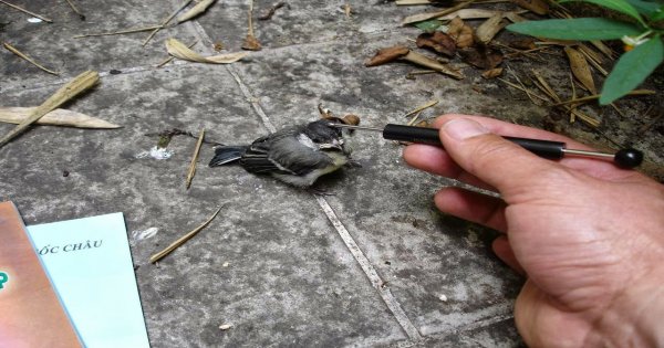 Nuôi sâu số lượng lớn để làm thức ăn cho chim cảnh gây thiệt hại có được  xem là hành vi phát tán sinh vật gây hại không? Nếu loài sâu này