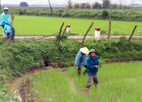 Nghệ An: Nông dân đổ xô mua mạ non