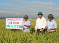 Công nhận chính thức giống lúa VT-NA6