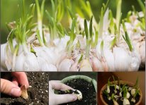 Trồng tỏi xanh mơn mởn tại nhà để làm cảnh
