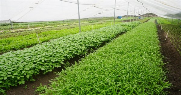 Làm giàu từ mô hình trồng rau an toàn  Báo Bình Dương Online