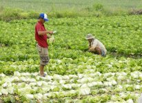 Sản xuất nông nghiệp an toàn