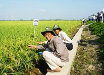 Giống lúa triển vọng nhất tại ĐS. SCL