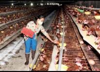 Kỹ thuật nuôi gà đẻ siêu trứng