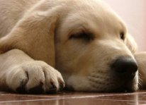 Cách chữa trị chó đi ngoài ra máu có mùi tanh
