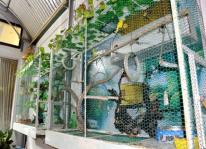 Nuôi Họa mi trong aviary
