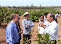Vinacas hỗ trợ nông dân Campuchia trồng điều