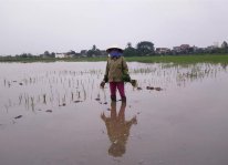 Thái Bình: Ốc bươu vàng gây thiệt hại lớn cho lúa xuân