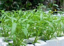 Hướng dẫn cách trồng cây rau muống tại nhà đơn giản