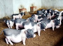 Hiệu quả kinh tế cao từ mô hình nuôi lợn Móng Cái