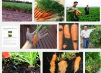 Các loại sâu bệnh hại cà rốt và cách phòng trị