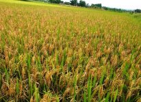 Cấp bách phòng trừ sâu bệnh ở Hà Tĩnh