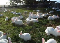 Lựa chọn mô hình nuôi thỏ phù hợp