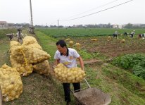 Bắc Giang: Hiệu quả cao từ mô hình thuê đất nông nghiệp