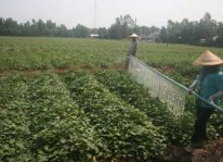 Kỹ thuật trồng khoai lang vụ hè năng suất cao