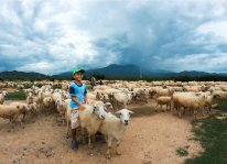 Tìm hiểu các phương pháp chăn nuôi cừu