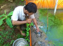 Sinh sản nhân tạo giống lươn đồng tại Thừa Thiên Huế