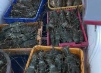60.000 con tôm hùm chết đột ngột gây thiệt hại lớn tại Khánh Hòa