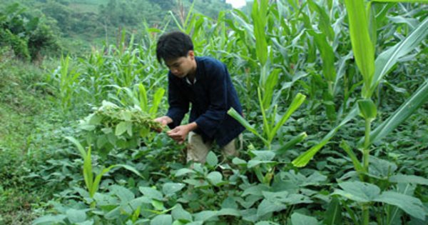Lợi ích kép với mô hình trồng xen canh  Báo An Giang Online