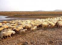 Tình hình chăn nuôi và phát triển đàn cừu ở miền bắc