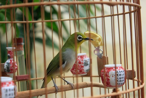 Những cánh chim hoang dã - 45 loài chim đẹp Việt Nam – Nhà xuất bản Kim Đồng