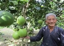 Tỷ phú ở tuổi 90 nhờ trồng bưởi: bưởi Thanh Kiều