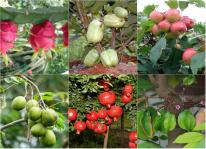 Những nguyên tắc cơ bản khi trồng cây ăn quả