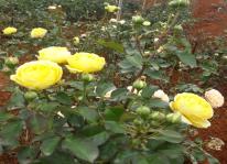 Đẹp hút hồn vườn hồng tiền tỷ tại Sơn La