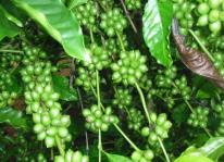 Kỹ thật trồng cà phê xanh lùn năng suất cao