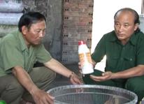 Kỹ thuật luyện cá lóc ăn cám công nghiệp