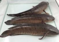 Phòng trị một số bệnh khi nuôi cá lóc