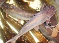 Tìm hiểu kỹ thuật nuôi cá lăng nha trong lồng bè