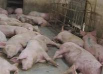 70 con lợn chết vì bệnh lở mồm long móng ở Tuyên Quang