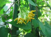 Hướng dẫn chi tiết Kỹ thuật trồng cây thiên lý ra hoa quanh năm