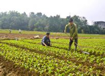 Phát triển bền vững vùng trồng rau màu an toàn