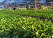 Hiệu quả kinh tế từ ươm bán cây giống