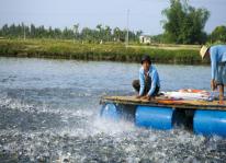 Quy chuẩn đối với nuôi trồng thủy sản thương phẩm trong Thông tư 71/2011/TT-BNNPTNT