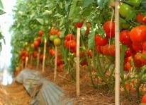 Kỹ thuật trồng cà chua nhiều quả nhất