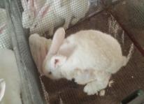 Kỹ thuật chăm sóc thỏ sinh sản