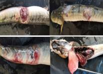 Giải pháp phòng chống dịch bệnh khi nuôi cá kèo