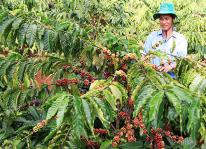Ngành cà phê lao đao vì biến đổi khí hậu