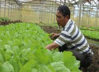 Thuốc “thần dược” phòng trị bệnh cho rau an toàn, hiệu quả